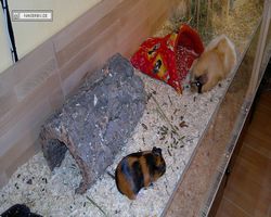 Meerschweinchen - nagerbu.de - Flecki & Struppi