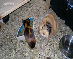 Meerschweinchen - nagerbu.de - Flecki & Struppi