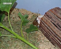 Meerschweinchen - nagerbu.de - Garfield