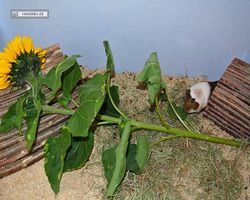 Meerschweinchen - nagerbu.de - Garfield