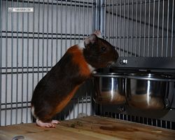Meerschweinchen - nagerbu.de - Garfield