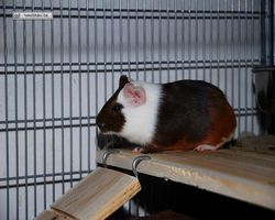 Meerschweinchen - nagerbu.de - Garfield