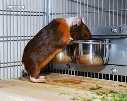 Meerschweinchen - nagerbu.de - Garfield