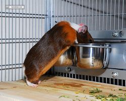 Meerschweinchen - nagerbu.de - Garfield