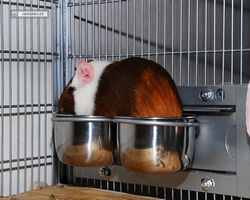 Meerschweinchen - nagerbu.de - Garfield