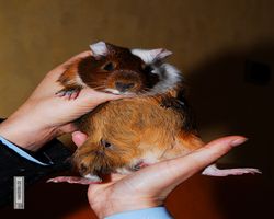 Meerschweinchen - nagerbu.de - Garfield