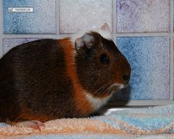 Meerschweinchen - nagerbu.de - Garfield