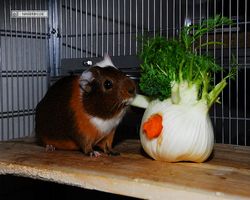 Meerschweinchen - nagerbu.de - Garfield