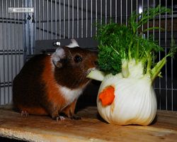 Meerschweinchen - nagerbu.de - Garfield