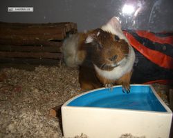 Meerschweinchen - nagerbu.de - Garfield