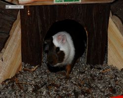 Meerschweinchen - nagerbu.de - Garfield