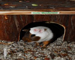 Meerschweinchen - nagerbu.de - Garfield