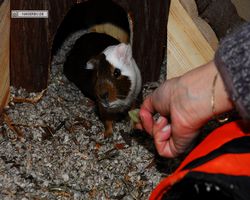Meerschweinchen - nagerbu.de - Garfield
