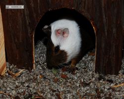 Meerschweinchen - nagerbu.de - Garfield