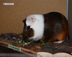 Meerschweinchen - nagerbu.de - Garfield