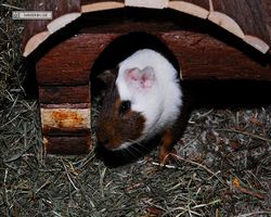 Meerschweinchen - nagerbu.de - Garfield