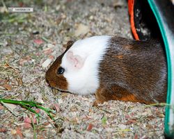 Meerschweinchen - nagerbu.de - Garfield