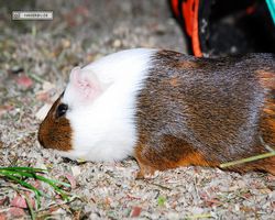 Meerschweinchen - nagerbu.de - Garfield