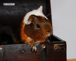 Meerschweinchen - nagerbu.de - Garfield