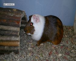 Meerschweinchen - nagerbu.de - Garfield