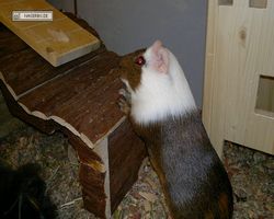 Meerschweinchen - nagerbu.de - Garfield