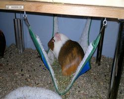 Meerschweinchen - nagerbu.de - Garfield