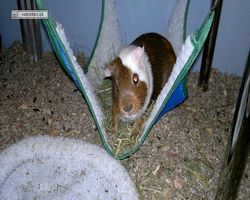 Meerschweinchen - nagerbu.de - Garfield