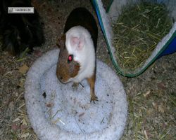 Meerschweinchen - nagerbu.de - Garfield