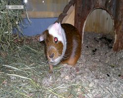 Meerschweinchen - nagerbu.de - Garfield