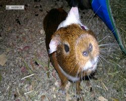 Meerschweinchen - nagerbu.de - Garfield