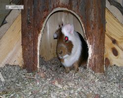 Meerschweinchen - nagerbu.de - Garfield