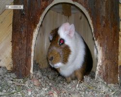 Meerschweinchen - nagerbu.de - Garfield