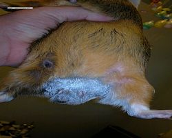 Meerschweinchen - nagerbu.de - Garfield