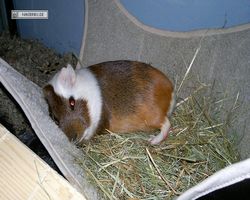 Meerschweinchen - nagerbu.de - Garfield