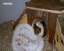 Meerschweinchen - nagerbu.de - Garfield