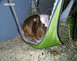 Meerschweinchen - nagerbu.de - Garfield