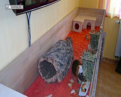 Meerschweinchen - nagerbu.de - Garfield