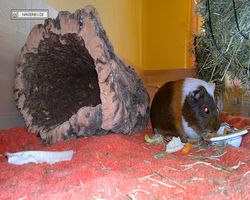 Meerschweinchen - nagerbu.de - Garfield