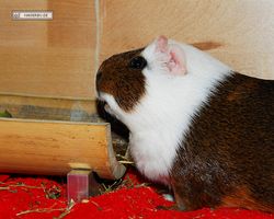 Meerschweinchen - nagerbu.de - Garfield