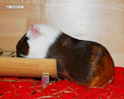 Meerschweinchen - nagerbu.de - Garfield