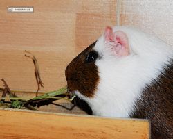 Meerschweinchen - nagerbu.de - Garfield