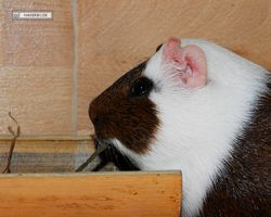 Meerschweinchen - nagerbu.de - Garfield