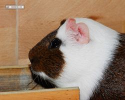 Meerschweinchen - nagerbu.de - Garfield