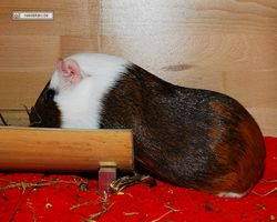 Meerschweinchen - nagerbu.de - Garfield
