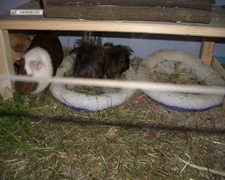 Meerschweinchen - nagerbu.de - Garfield & Krümel