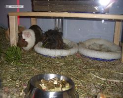 Meerschweinchen - nagerbu.de - Garfield & Krümel