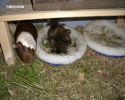 Meerschweinchen - nagerbu.de - Garfield & Krümel
