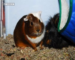 Meerschweinchen - nagerbu.de - Garfield & Krümel