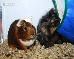 Meerschweinchen - nagerbu.de - Garfield & Krümel