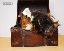 Meerschweinchen - nagerbu.de - Garfield & Krümel